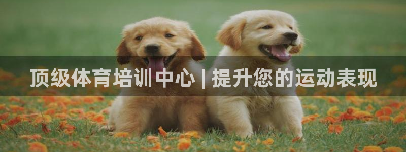 极悦娱乐代理多少钱一个月：顶级体育培训中心 | 提升